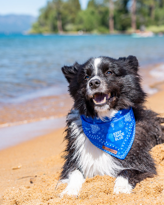 Wilderdog Bandana
