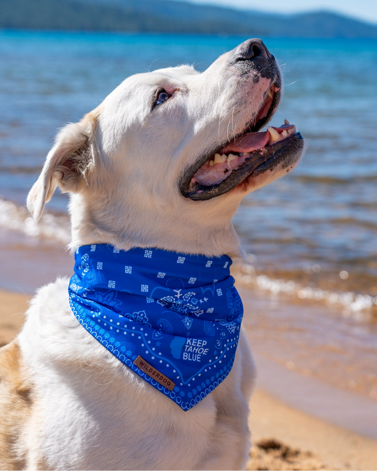Wilderdog Bandana