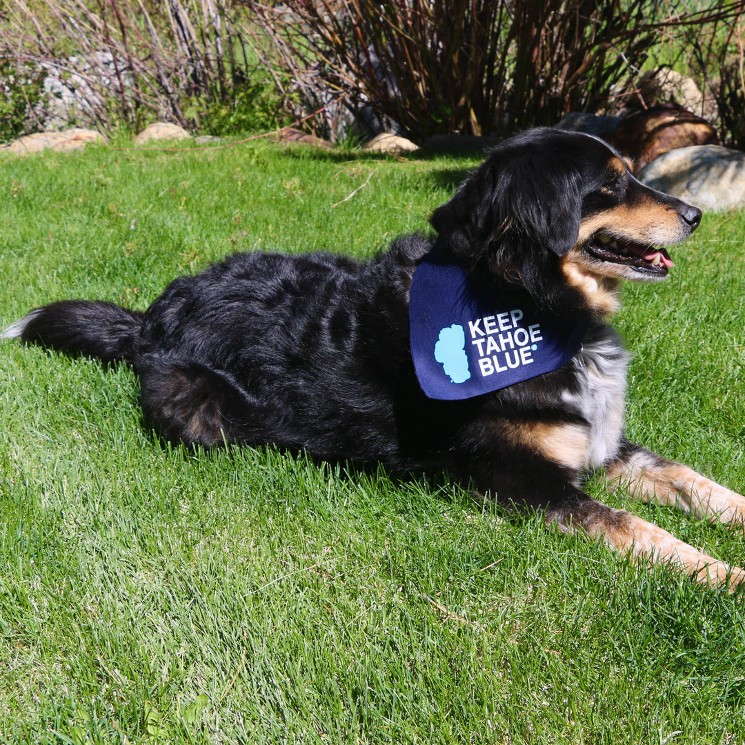 Dog Bandanas