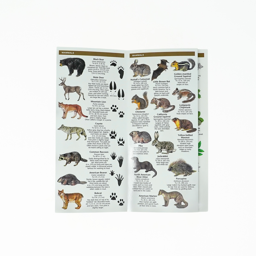 Lake Tahoe Basin Plants & Animals