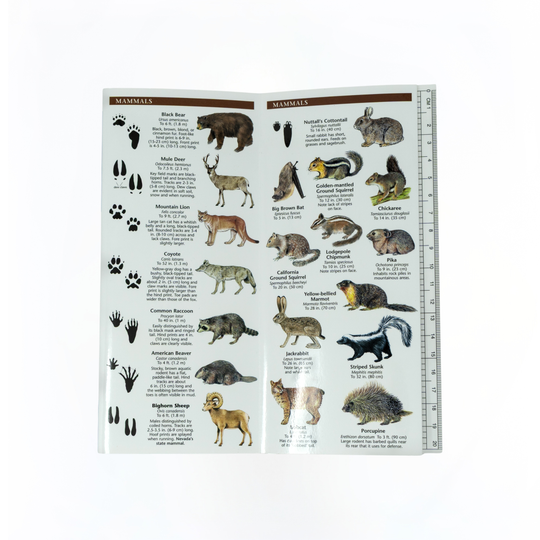 Lake Tahoe Basin Plants & Animals