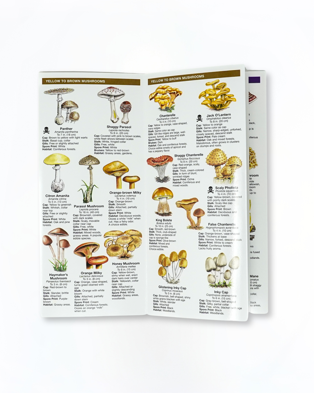 Mushrooms