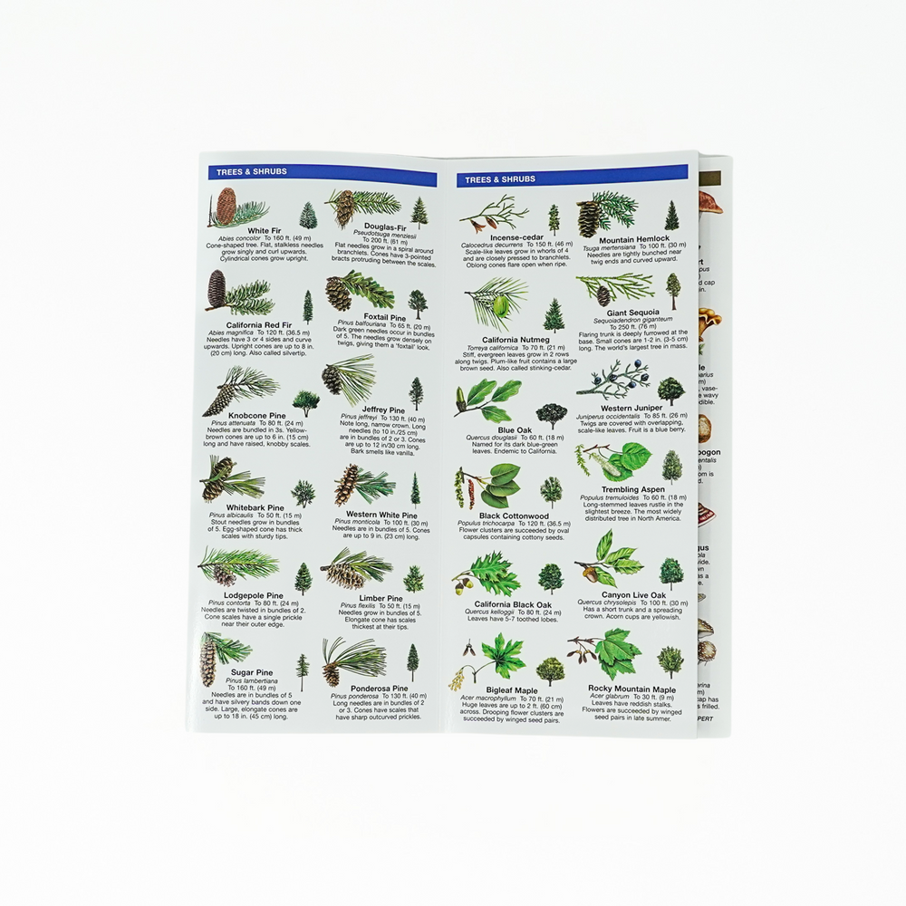 Sierra Nevada Trees & Wildflowers