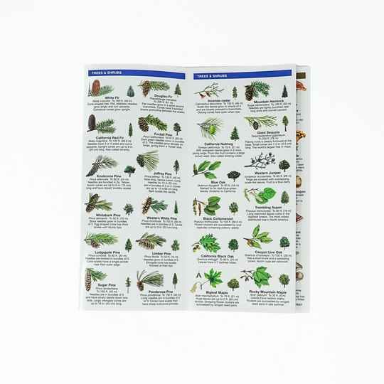 Sierra Nevada Trees & Wildflowers