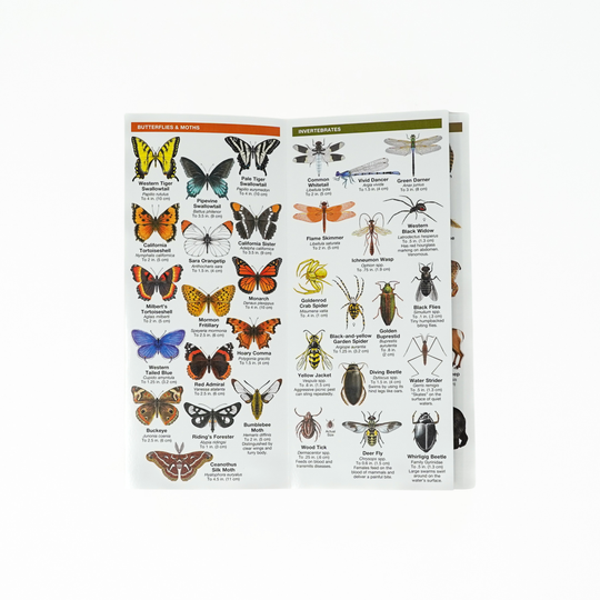 Sierra Nevada Wildlife