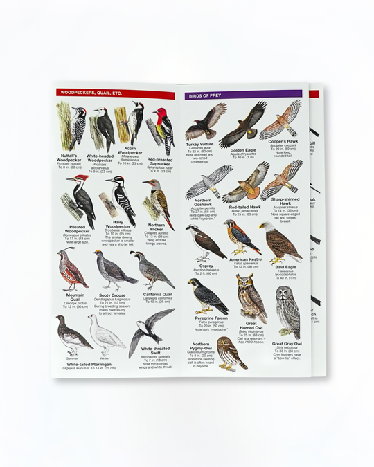Sierra Nevada Birds