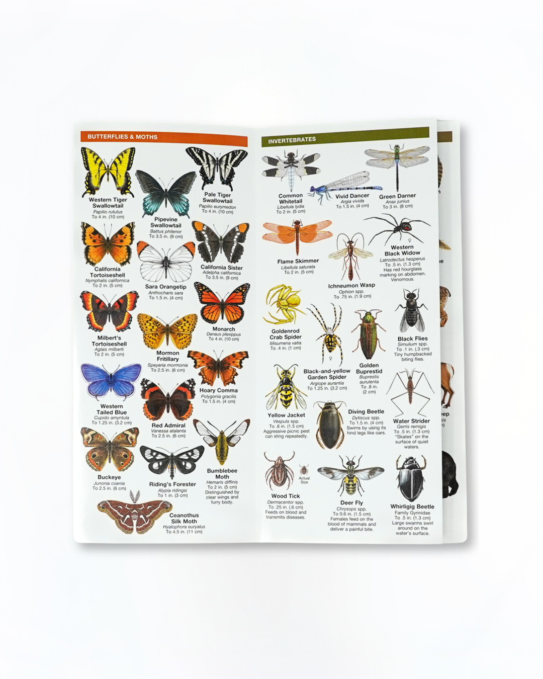 Sierra Nevada Wildlife