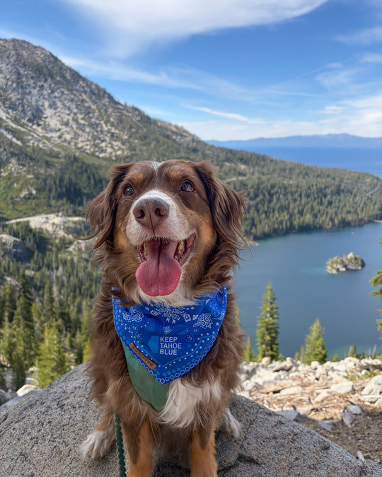Wilderdog Bandana